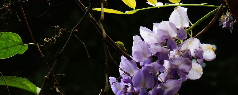 紫藤花什么时候开花