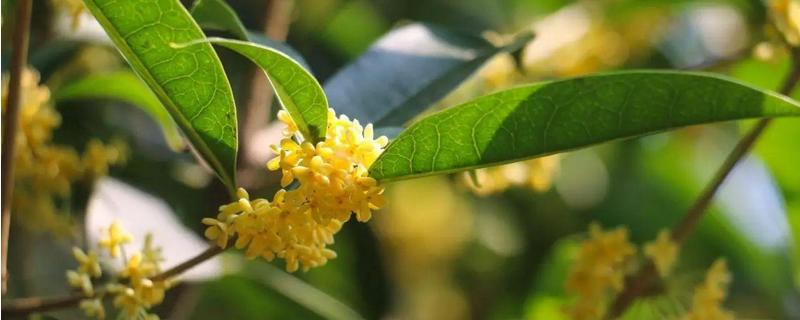 桂花适宜在阳台上养吗