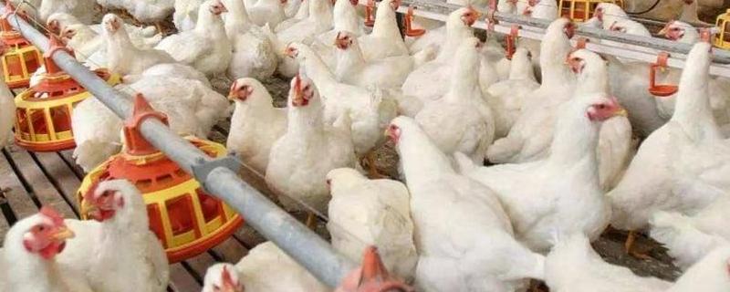 肉鸡养殖方法