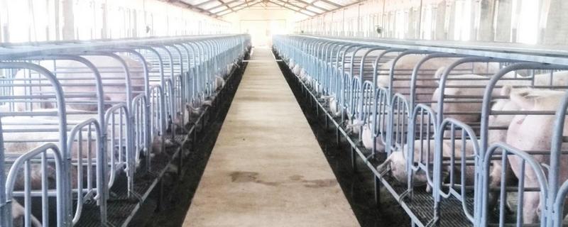 现代化生态养猪大棚建设