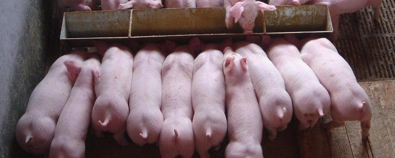 哺乳仔猪饲养管理技术