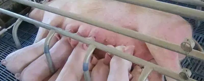 生长育肥猪管理技术