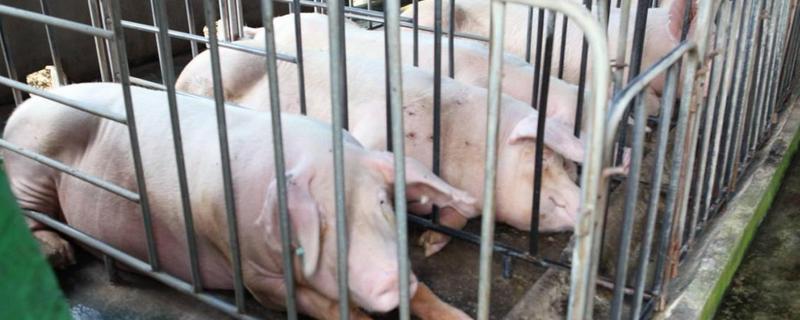 三元杂交瘦肉猪养殖技术