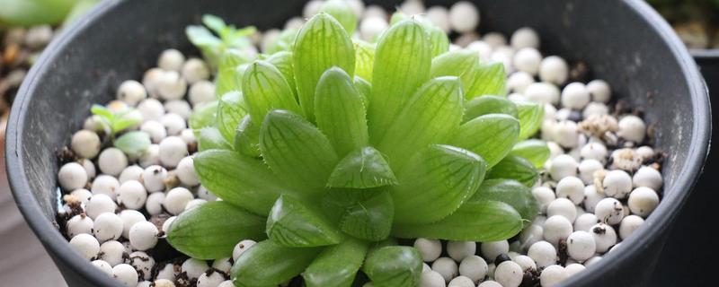 多肉植物种子怎么种