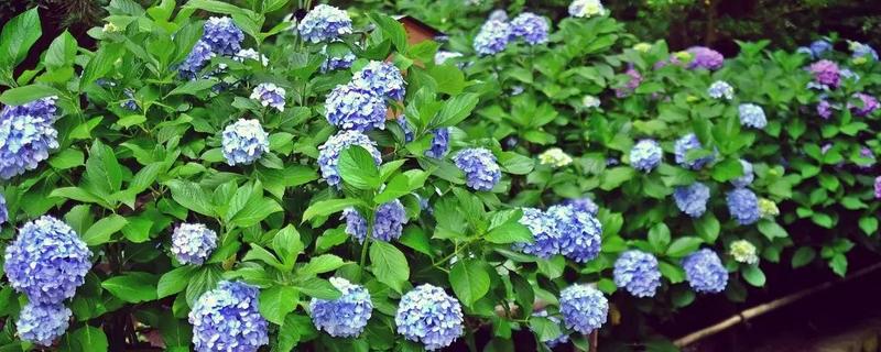 绣球花种子怎么种