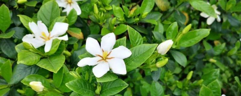 栀子花种子怎么种植