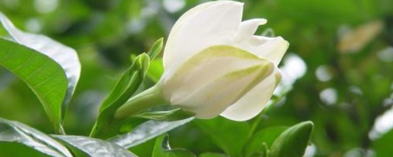 孕妇可以闻栀子花吗