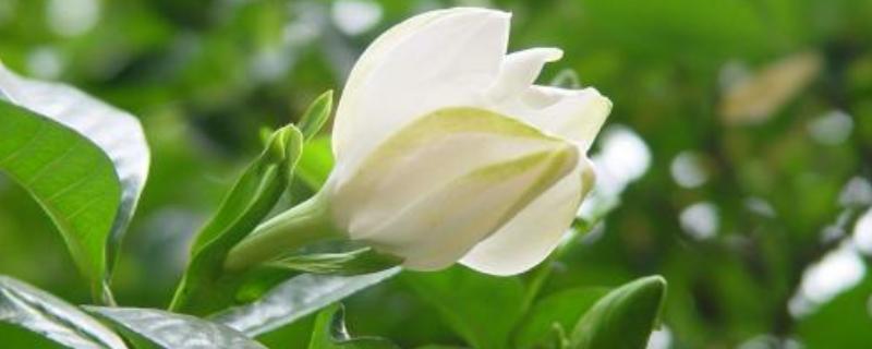 栀子花叶子发黑怎么办