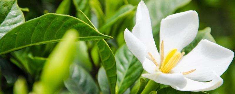 栀子花种子什么时候发芽