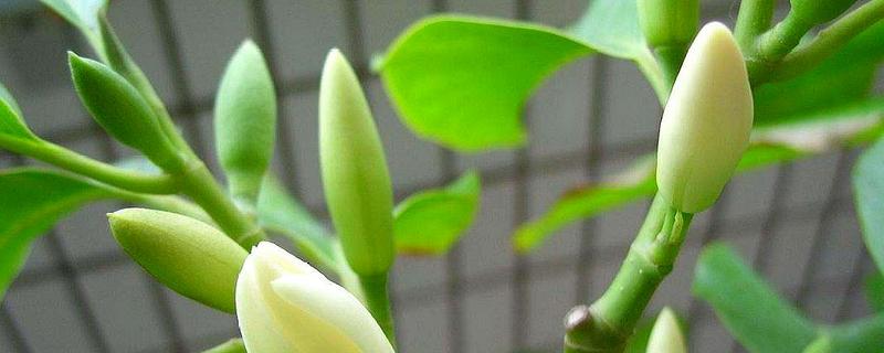 白兰花种子价格及种植方法
