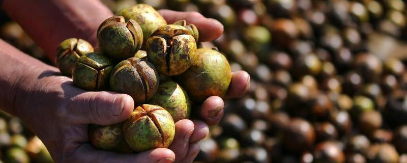 茶花种子价格及种植方法