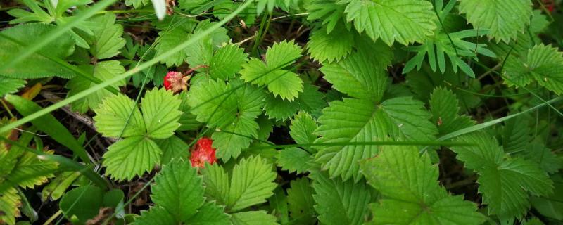 蛇莓种子价格及种植方法