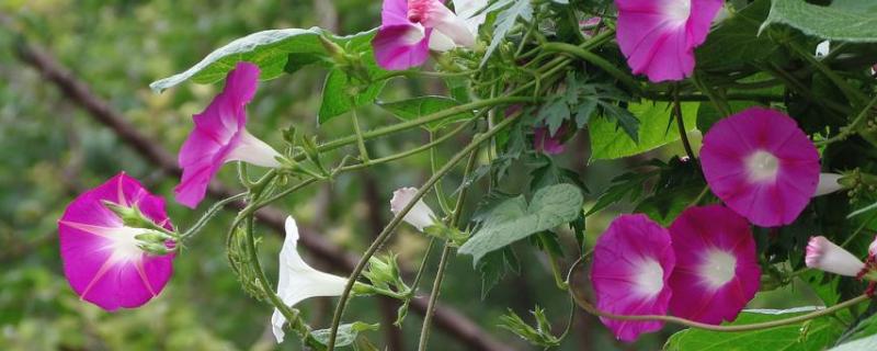 牵牛花种子价格及种植方法