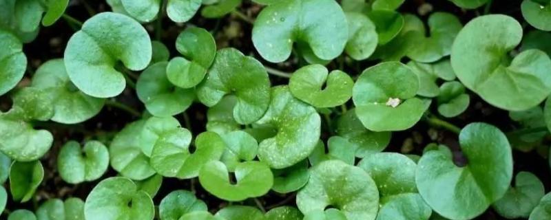 马蹄金种子价格及种植方法