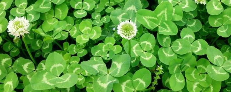 三叶草种子价格及种植方法
