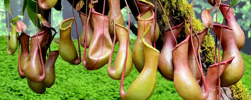 猪笼草种子价格及种植方法