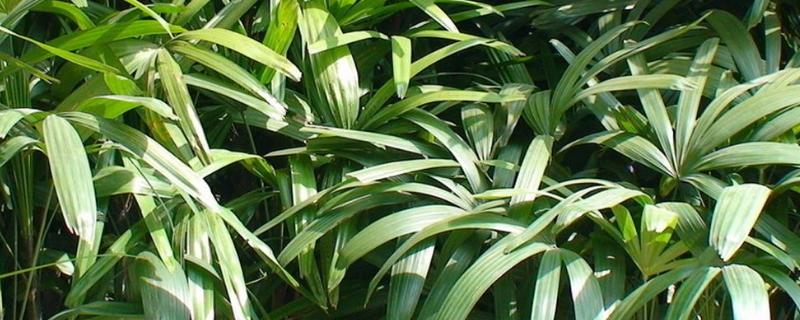 棕竹种子价格及种植方法