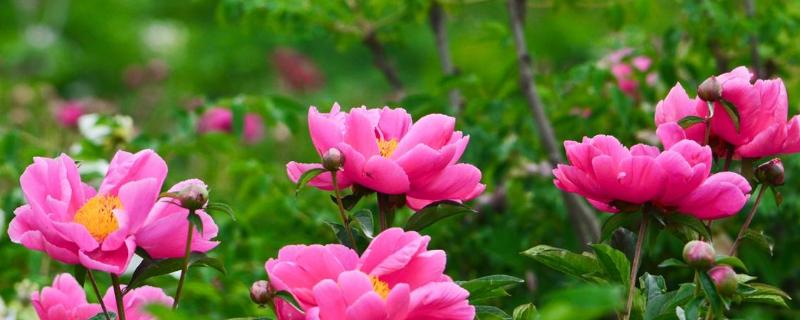 芍药种子价格及种植方法