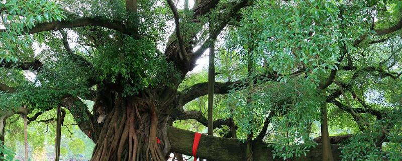 榕树种子价格及种植方法