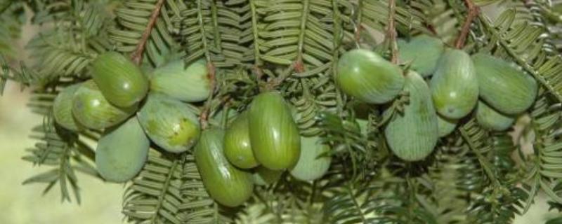 香榧种植技术