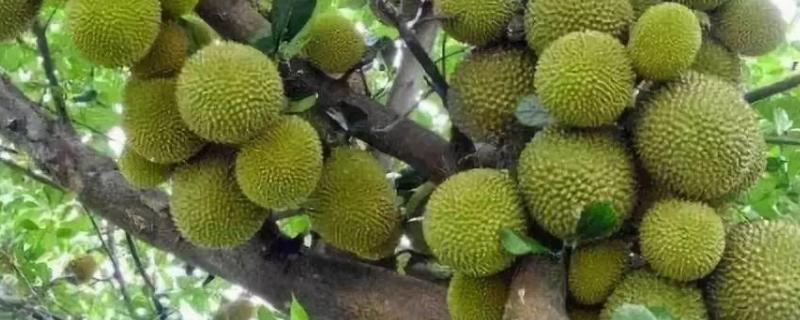 榴莲种植技术