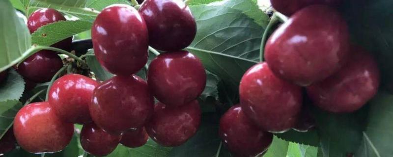 车厘子的种植条件