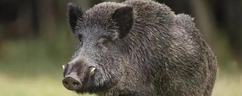 种野猪选择方法