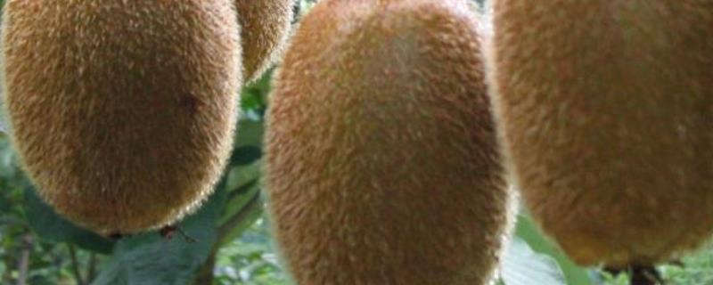 猕猴桃种植条件有哪些
