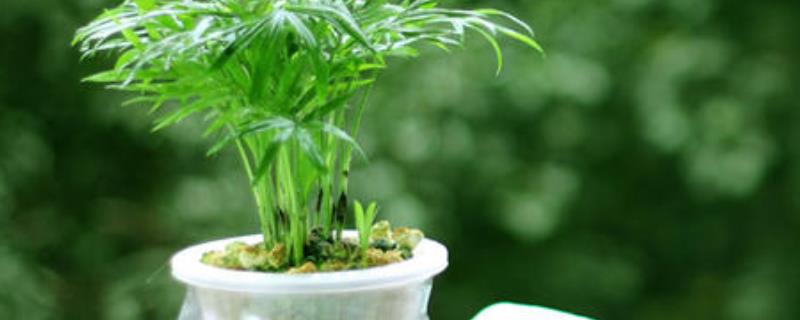 袖珍椰子养殖方法