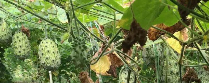 刺角瓜栽培技术