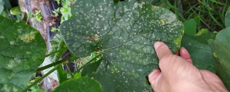 甜瓜白粉病的防治方法