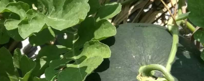 西瓜疫病的防治方法
