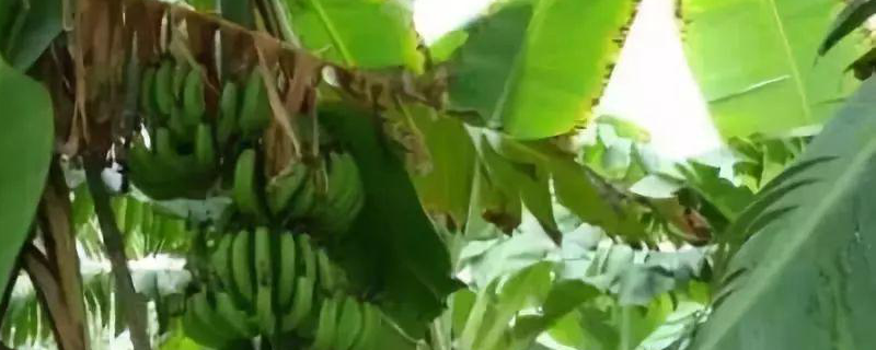 香蕉枯萎病的防治方法