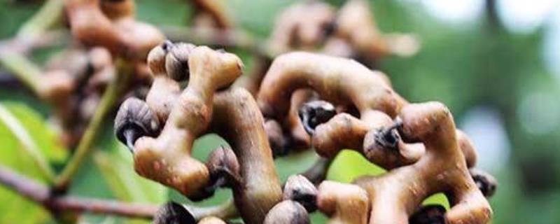 鸡爪梨是什么东西