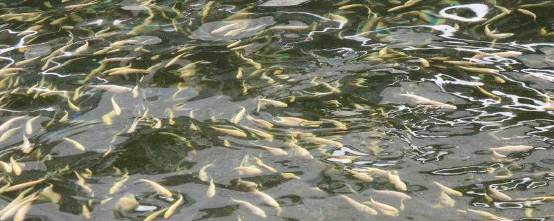 虹鳟鱼高产人工养殖技术
