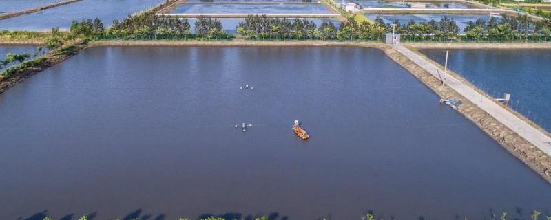 鱼苗高效养殖管理措施