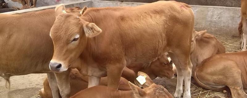 肉牛短期育肥技术