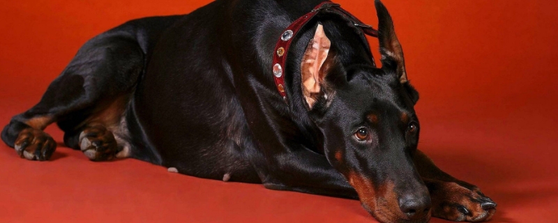杜宾犬性格怎么样