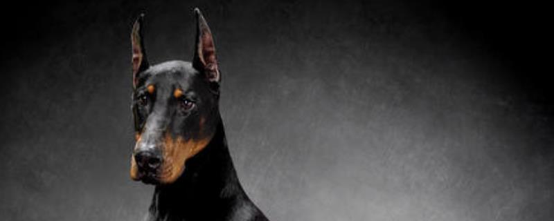 杜宾犬打架凶吗