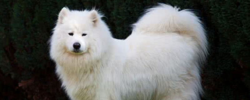 萨摩耶犬会咬人吗