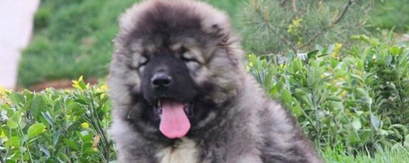 高加索犬吃什么食物