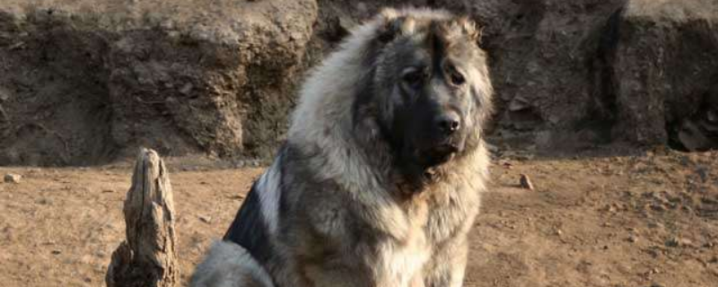 高加索犬性格怎么样