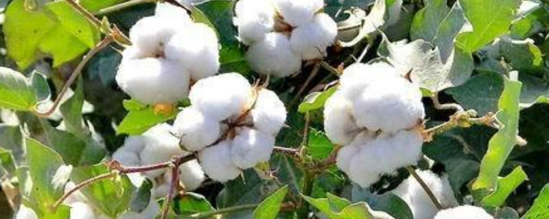 棉花种植时间是什么时候