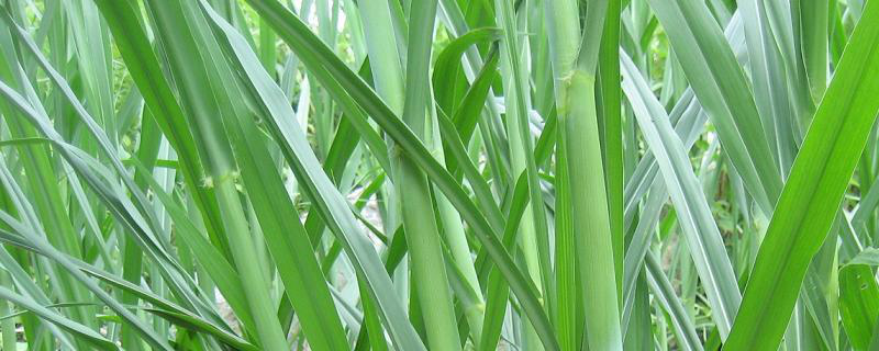 甜象草种子价格及种植方法