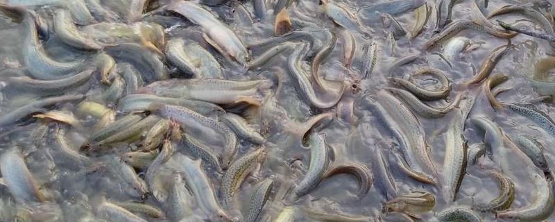 台湾泥鳅的品种知多少