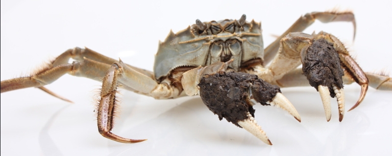 秋季河蟹死亡的原因