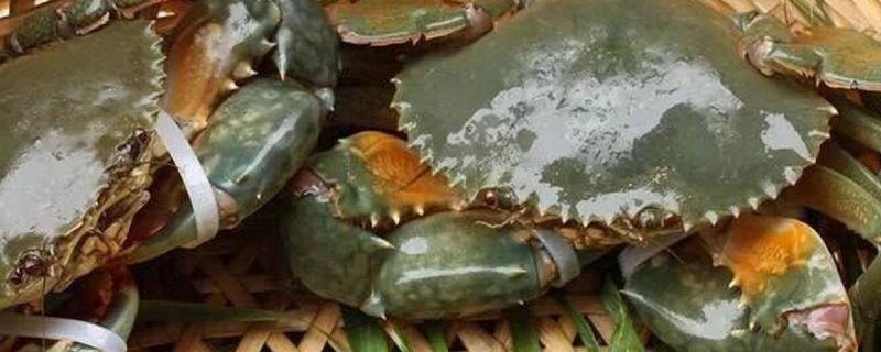 海蟹的种类有那些