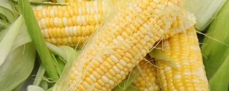 影响玉米收成的因素及处理措施