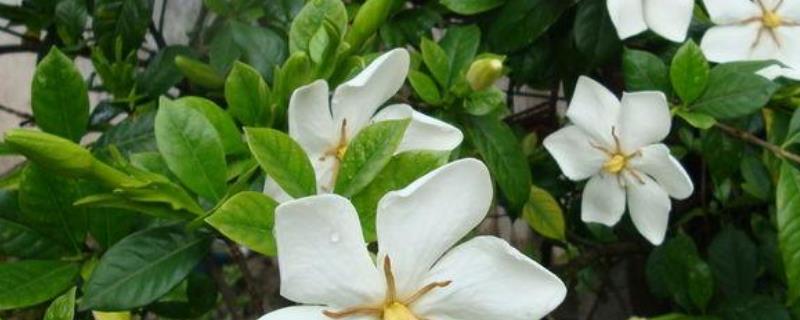 栀子花怎样才能开花