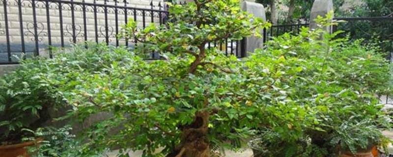 清香木能放在卧室吗